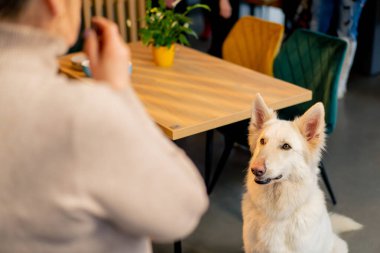 İsviçreli çoban köpeği bir kafede yerde oturur ve yemek yemek için izin beklerken sahibinin emirlerini dinler.