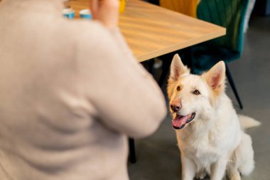 İsviçreli çoban köpeği bir kafede yerde oturur ve yemek yemek için izin beklerken sahibinin emirlerini dinler.