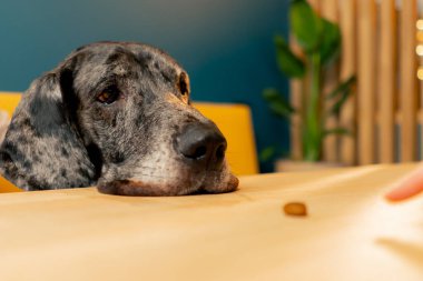 Büyük Danua köpeğinin kafenin arka planındaki sarı kanepeye yakın çekilip yiyeceğe bakıyor.
