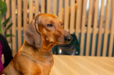 A small cute dachshund dog sits in a cafe with love for pets peers into the distance with interest clipart