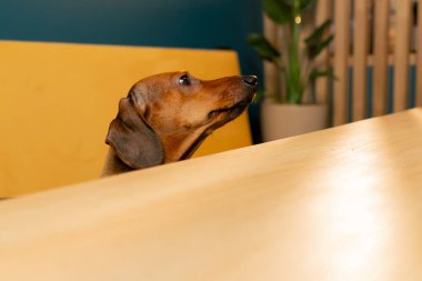 Tatlı dachshund köpeği masanın altından bakar. Arama sırasında yan tarafa bakar. Masa hala boştur.