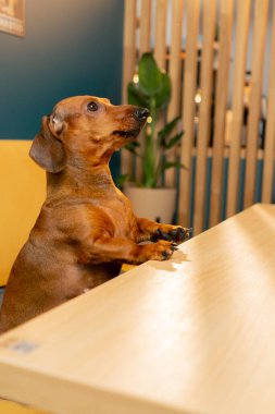 A small cute dachshund dog sits in a cafe with a love for pets and looks into the distance with interest clipart