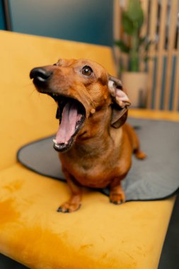 A small cute dachshund dog sits on a table in a cafe with its mouth open and its tongue hanging out clipart