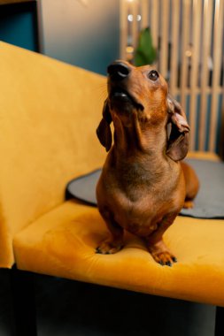 A small cute dachshund dog is sitting on the sofa in a cafe trying to see where the owner is clipart