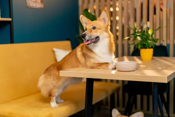 Çok tatlı küçük kırmızı Corgi sarı bir kanepede bir masaya yaslanmış duruyor.