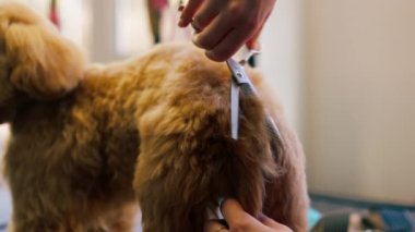 A small white and black dog is washed in a grooming salon and the groomer trims its butt