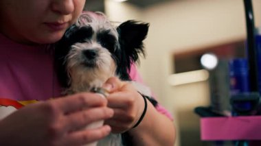 Manikür salonunda, küçük beyaz-siyah bir köpek, tırnak törpüleme işleminin yanında.