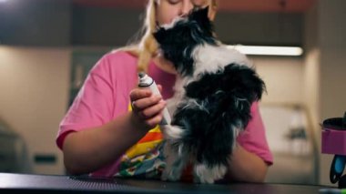 Kuaförde küçük beyaz-siyah bir köpek, tırnak törpüleme işleminin yanında.