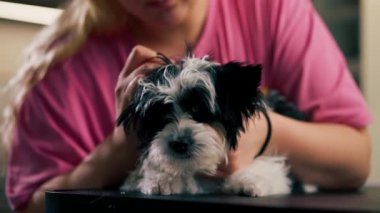 Bir kuaförde küçük beyaz ve siyah bir köpeği yıkıyorlar ve kulaklarını bir kulak çubuğuyla temizliyorlar.
