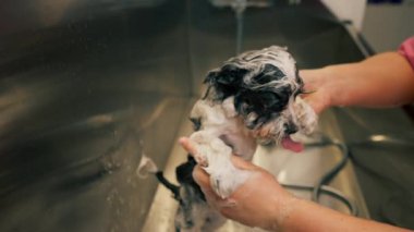 Bir kuaföre yakın bir yerde siyah bir köpek, metal bir küvette köpüren bir tımarcı tarafından köpürtülür.