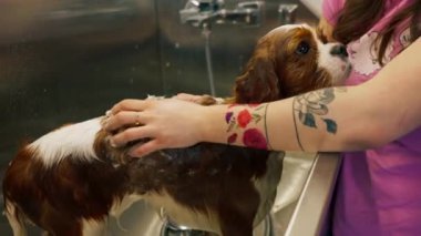Bir kuaföre yakın bir yerde, küçük bir kral köpek, metal bir küvette köpüren bir tımarcı tarafından köpürtülür.