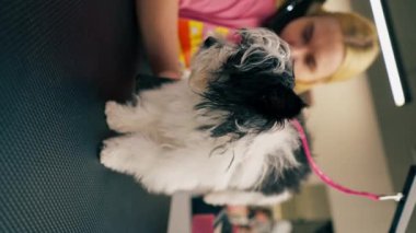 Bir kuaförde dikey video, banyo yaptıktan sonra yıkanan siyah bir köpek, saç kurutma makinesi ve tarak ile kurutur.