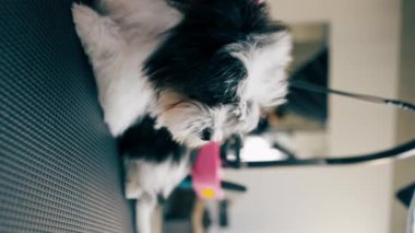 Dikey video, bir kuaför, banyo yaptıktan sonra yıkanan siyah bir köpek, saç kurutma makinesi ve tarak ile kurutuluyor.