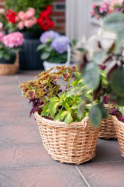 Çiçekçinin yanındaki sepetlerde farklı sokak çiçekçilerinin tasarımı var.