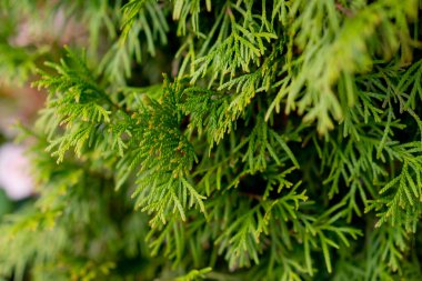 Çiçekçinin yanındaki sepetlerde farklı sokak çiçekçilerinin tasarımı var.