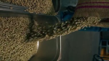 Küçük bir kahve kızartma fabrikasında bir işçi demir kaplara yeşil kahve döker.