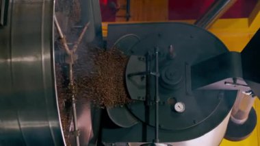 Küçük bir kahve kızartma fabrikasında bir işçi son aşama için davula kahve doldurur.