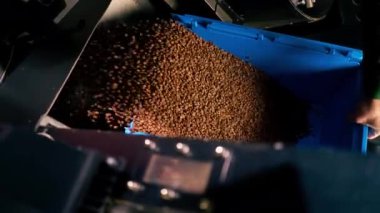 Bir kahve fabrikasındaki dikey video yakın çekim kahve mavi bir konteynırdan kızartma makinesine dökülür.