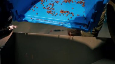 Kahve fabrikasına yakın plan kahve mavi bir konteynırdan kızartma makinesine dökülüyor.