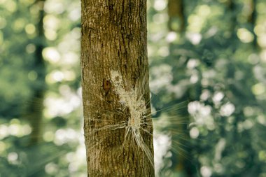 Pintball oynamak için ormanda tilt oynamak için ahşap yapılar inşa edildi. Oyuncuları doğrudan vuruşlardan korumak için. Boya topa çarpar çarpmaz top parçalanır.
