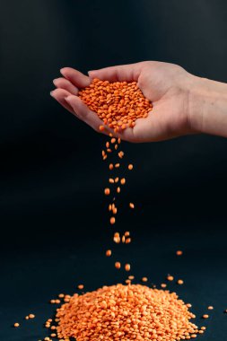 Yakın plan turuncu mercimekler Ukrayna kültürünün elinde uzanır hafif protein vejetaryenliği elinizden dökülür.