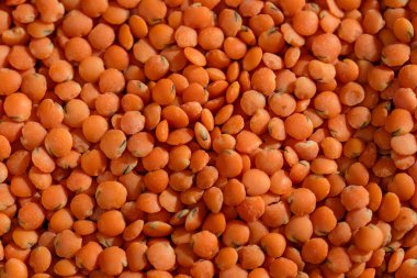 Yakın plan turuncu mercimekler siyah ve mavi arka plan Ukrayna kültürüne, açık protein gıda vejetaryenliğine ve tarlaların yeşil mahsullerine uzanır.