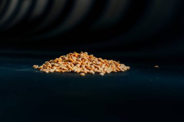 Sarı bezelye yakın plan siyah ve mavi arkaplanlı Ukrayna kültürüne uzanır, açık protein gıda vejetaryenliği tarlaların yeşil mahsulleri