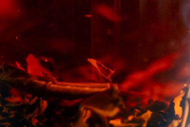 Koyu mavi bir arka planda, yan ışıklandırması olan bir cam modern çaydanlık, üzerinde yüzen çay yaprakları demlemek için bir pres bulunur.