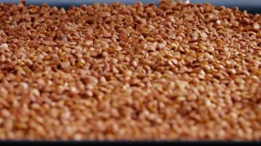 Karabuğday, siyah, uzun düz bir tabakta, siyah, mavi bir zemin üzerinde uzanıyor. Ukrayna kültüründe hafif protein yiyeceği.