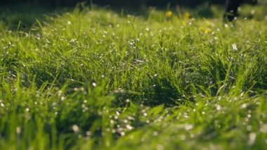 Yürüyen hayvanlar için sık yeşil çimenler yumuşak gölgeler gün batımında çimenlerin arasından güneş ışıldar.