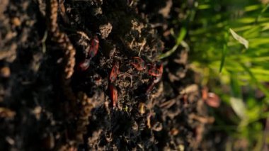 Yürüyen hayvanlar için yoğun yeşil çimenler, günbatımında çimenlerin üzerinde güneş ışığı, kırmızı böcekler oyuncak askerler sürünüyor.