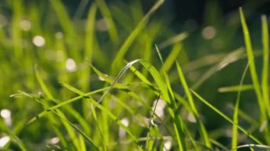 Yürüyen hayvanlar için sık yeşil çimenleri kapatın. Gün batımında yumuşak gölgeler çimenlerin arasından güneş ışıldar.