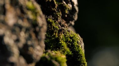 Gün batımında, yüksek nem yosunlarıyla kaplı bir ağacın yuvarlak bir kısmına yakın çekim.