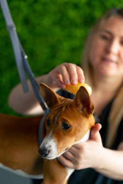 Bir kuaförde, yeşil bir bitki arka planında siyah üniformalı bir usta, kısa saçlı, masaj fırçasıyla masanın üstünde duran küçük bir köpeği tarıyor.