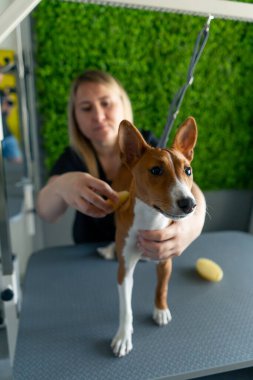 Bir kuaförde siyah üniformalı bir usta yeşil bir bitki arka planında kısa saçlı küçük bir köpek masaj fırçasıyla masanın üzerinde duruyor.