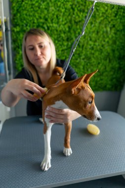 Bir kuaförde siyah üniformalı bir usta yeşil bir bitki arka planında kısa saçlı küçük bir köpek masaj fırçasıyla masanın üzerinde duruyor.