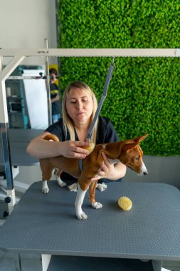 Bir kuaförde en iyi çekim yeşil bir bitki arka planında siyah üniformalı bir usta kısa saçlı küçük bir köpeği masadaki bir masaj fırçasıyla tarıyor.