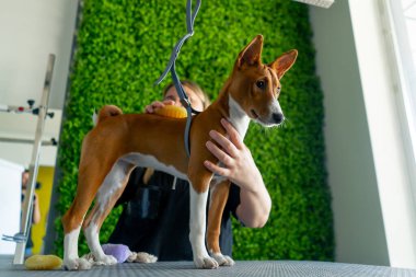 Bir kuaförde siyah üniformalı bir usta yeşil bir bitki arka planında kısa saçlı küçük bir köpek masaj fırçasıyla masanın üzerinde duruyor.