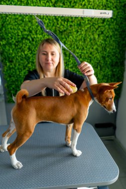 Bir kuaförde siyah üniformalı bir usta yeşil bir bitki arka planında kısa saçlı küçük bir köpek masaj fırçasıyla masanın üzerinde duruyor.