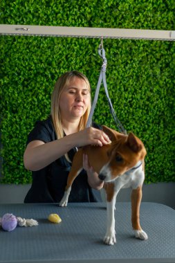 Bir kuaförde siyah üniformalı bir usta yeşil bir bitki arka planında kısa saçlı küçük bir köpek masaj fırçasıyla masanın üzerinde duruyor.