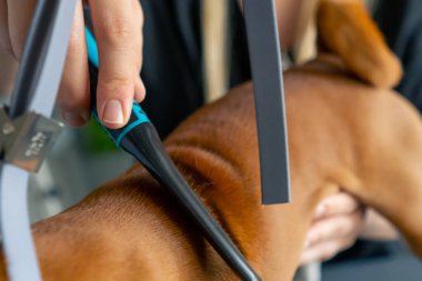 Bir kuaförde, yeşil bir bitki arka planında siyah üniformalı bir usta, kısa saçlı, masaj fırçasıyla masanın üstünde duran küçük bir köpeği tarıyor.