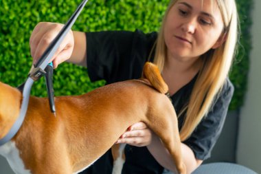 Bir kuaförde, yeşil bir bitki arka planında siyah üniformalı bir usta, kısa saçlı, masaj fırçasıyla masanın üstünde duran küçük bir köpeği tarıyor.