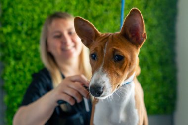 Bir kuaförde, yeşil bir bitki arka planında siyah üniformalı bir usta, kısa saçlı, masaj fırçasıyla masanın üstünde duran küçük bir köpeği tarıyor.