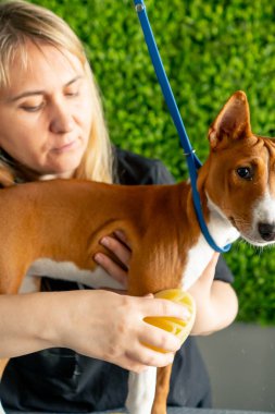 Bir kuaförde, yeşil bir bitki arka planında siyah üniformalı bir usta, kısa saçlı, masaj fırçasıyla masanın üstünde duran küçük bir köpeği tarıyor.