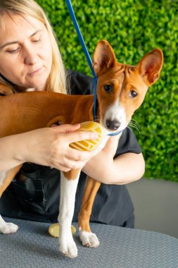 Bir kuaförde, yeşil bir bitki arka planında siyah üniformalı bir usta, kısa saçlı, masaj fırçasıyla masanın üstünde duran küçük bir köpeği tarıyor.