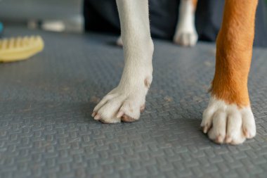 Gümüş bir masanın üzerindeki kuaför salonunda, taraklı köpek patilerinden çıkan yün yumakları için profesyonel aksesuarlar var.