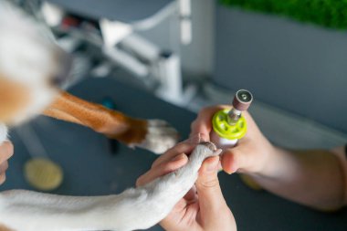 Bakım salonunun yakınında küçük kırmızı köpek yıkanır ve daha güvenli bir uzunlukta tırnak kesilir.