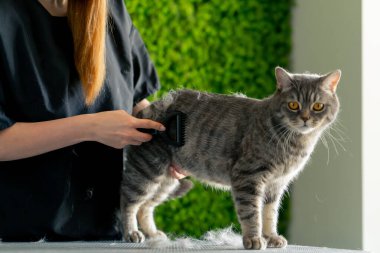 Bir kuaför salonuna yakın yeşil bir bitki arka planında siyah üniformalı bir usta masanın üzerinde duran kısa saçlı küçük İskoç bir kediyi tarıyor.