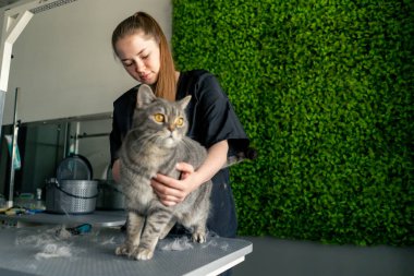 Bir kuaför salonuna yakın yeşil bir bitki arka planında siyah üniformalı bir usta masanın üzerinde duran kısa saçlı küçük İskoç bir kediyi tarıyor.