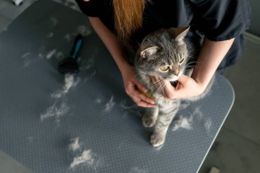 Üst çekim bir kuaför salonunda yakın çekim yeşil bir bitki arka planında siyah üniformalı bir usta bir masaj fırçası ile masanın üzerinde duran kısa saçlı küçük bir İskoç kedi tarıyor.